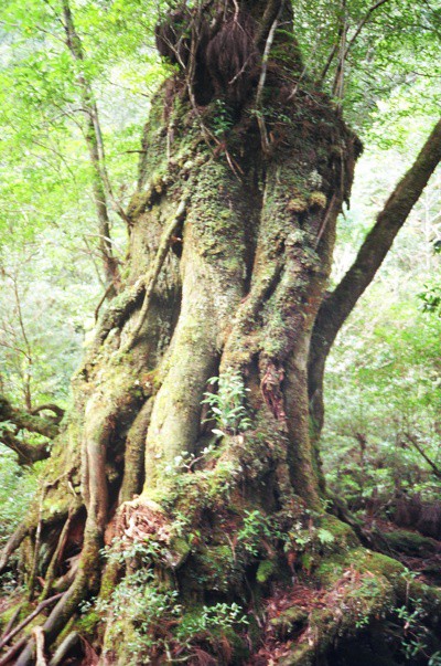 야쿠시마 섬에 이런 삼나무가 2000여그루가 있다.(필자 소장)