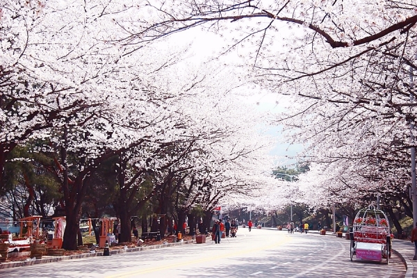 과천 벚꽃길 (출처 경기관광포털)