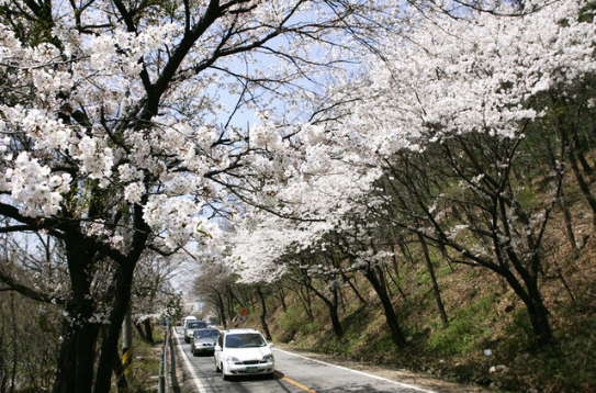 남한산성 벚꽃길 (출처 광주시공식블로그)