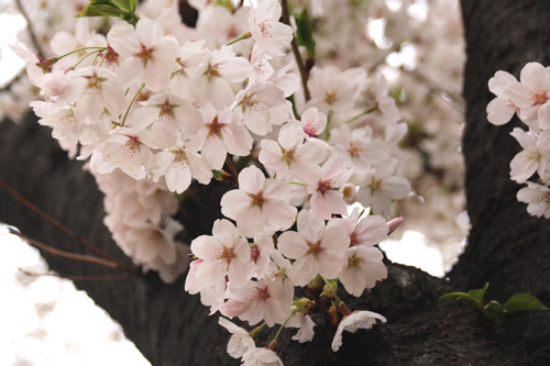 4월 6일 오후경 찾은 여의도 윤중로에 벚꽃이 만개했다 (사진= 김아름내)