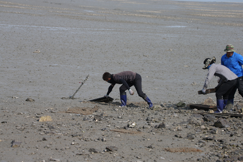 신안군은 갯벌 생태환경 복원을 위해 갯지렁이 종묘를 방류한다. (사진= 신안군 제공)