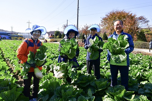 김양곤 NH농협은행 기업고객부장이 농촌체험 행사 참가자들과 함께 배추·무 수확 체험을 하고 있다.(사진=NH농협은행 제공)