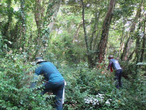완도군에서는 주도 상록수림 보수치료 사업을 추진 중에 있다. 위해 덩굴을 제거하는 모습 (사진= 완도군 제공)
