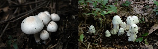 흰주름버섯(식용버섯),흰알광대버섯(독버섯)(사진=농진청 제공)