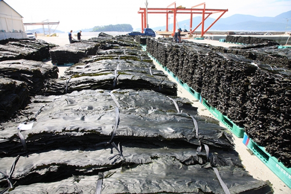 완도군은 건다시마 생산 어가에 긴급경영안정자금을 지원한다고 밝혔다 (사진= 완도군)