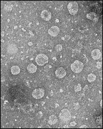 녹차유산균 엑소솜 (제공= 아모레퍼시픽)