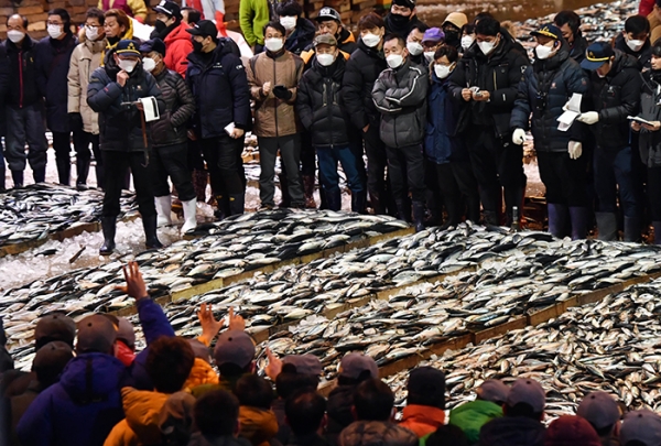 부산 서구 부산공동어시장에서 1월 4일 오전 중도매인들이 경매를 진행하는 모습 (사진= 뉴시스)