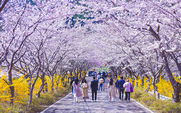 ‘봄 꽃 여행, 여수 봄 꽃으로 물들다’ 사진 = 여수시